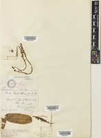 Type of Saccolabium smeeanum Rchb.f. [family ORCHIDACEAE]