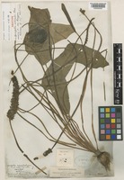 Neotype of Aponogeton echinatus Roxb. [family APONOGETONACEAE]