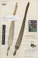 Holotype of Amorphophallus impressus Ittenb. [family ARACEAE]