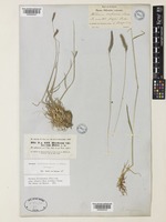 Hordeum brevisubulatum Link subsp. violaceum (Boiss. & A.Huet) Tzvelev [family POACEAE]