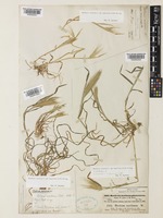 Isolectotype of Hordeum murinum L. var. glaucescens Däll [family POACEAE]