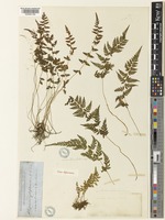 Type of Athyrium cystopteroides D.C.Eaton [family WOODSIACEAE]