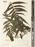 Isotype of Abacopteris insularis K.Iwats. [family THELYPTERIDACEAE]