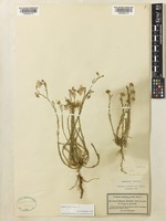 Type of Adenolinum tommasinii Rchb. [family LINACEAE]