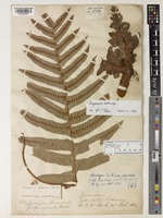 Type of Drynaria delavayi Christ [family POLYPODIACEAE]
