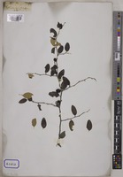 Ziziphus mauritiana P.Willemet [family RHAMNACEAE]