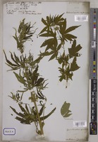 Cannabis sativa L. [family CANNABACEAE]