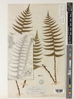Polystichum lepidocaulon (Hook.) J.Sm. [family DRYOPTERIDACEAE]