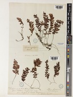 Hymenophyllum badium Hook. & Grev. [family HYMENOPHYLLACEAE]