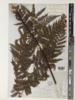 Type of Cyathea spinulosa Wall. [family CYATHEACEAE]