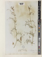 Vicia palaestina Boiss. [family LEGUMINOSAE]