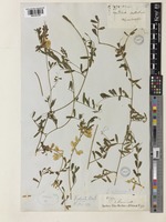 Vicia galeata Boiss. [family LEGUMINOSAE]