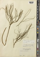 Isotype of Psilotum neocaledonicum Gand. [family PSILOTACEAE]