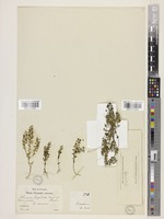 Veronica hispidula Boiss. & A. Huet. [family PLANTAGINACEAE]
