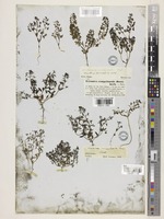 Veronica campylopoda Boiss. [family PLANTAGINACEAE]