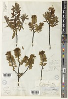 Hebe colensoi unrecorded var. colensoi [family PLANTAGINACEAE]