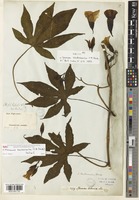 Syntype of Ipomoea kentrocaulos C.B.Clarke [family CONVOLVULACEAE]
