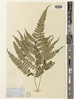 Type of Asplenium wardii Hook. [family ASPLENIACEAE]