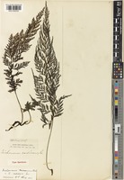Type of Trichomanes radicans Sw. [family HYMENOPHYLLACEAE]