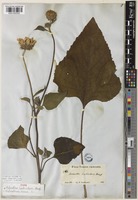 Type of Helianthus lenticularis Douglas [family ASTERACEAE]