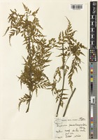 Isotype of Asplenium pseudolaserpitiifolium Ching [family ASPLENIACEAE]