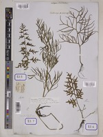 Ceratopteris thalictroides Brongn. [family PARKERIACEAE]