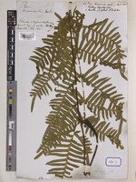 Pteris terminalis Wall. [family PTERIDACEAE]