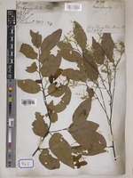 Hopea vasta Wall. [family DIPTEROCARPACEAE]