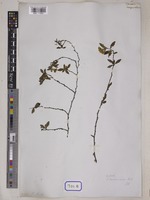 Spiraea chamaedryfolia L. [family ROSACEAE]