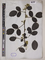 Rubus rotundifolius Wall. [family ROSACEAE]