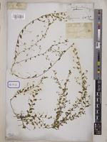 Evolvulus alsinoides L. [family CONVOLVULACEAE]