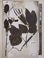Holarrhena pubescens Wall. [family APOCYNACEAE]