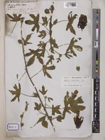 Hibiscus cannabinus L. [family MALVACEAE]