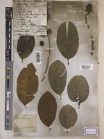 Lagerstroemia reginae L. [family LYTHRACEAE]
