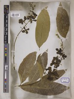 Lagerstroemia reginae unrecorded var. angustior Wall. [family LYTHRACEAE]