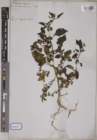 Solanum nigrum L. [family SOLANACEAE]
