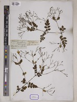 Jasminum grandiflorum L. [family OLEACEAE]