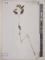 Helianthus annuus L. [family COMPOSITAE]