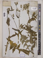 Sonchus oleraceus Wall. [family COMPOSITAE]