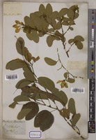 Bauhinia tomentosa L. [family LEGUMINOSAE-CAESALPINIOIDEAE]