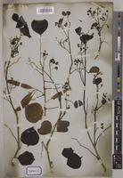 Dalbergia sissoo Graham [family LEGUMINOSAE-PAPILIONOIDEAE]