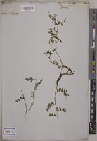 Vicia sativa L. [family LEGUMINOSAE-PAPILIONOIDEAE]