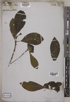 Pavetta brunonis Wall. [family RUBIACEAE]