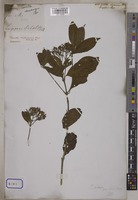 Pavetta canescens R.Br. [family RUBIACEAE]