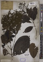 Wendlandia tinctoria DC. [family RUBIACEAE]