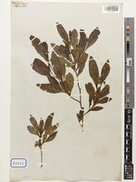 Dodonaea Adans. [family SAPINDACEAE]