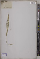 Oryza sativa L. [family POACEAE]