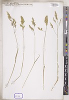 Dactylis glomerata L. [family POACEAE]