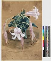 Crinum Crassicaule Baker; watercolour, gouache and pencil field sketch.