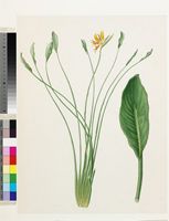 Strelitzia parvifolia W.T.Aiton from South Africa